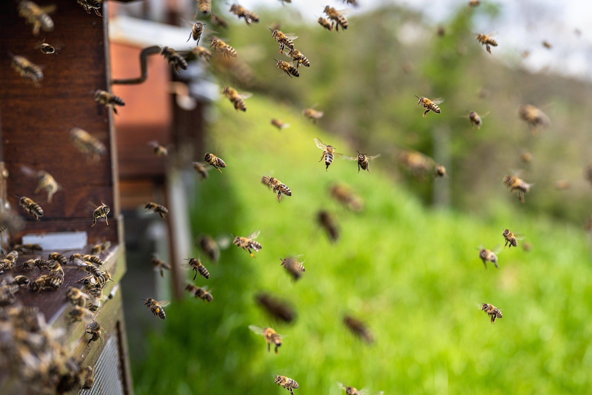 Bee's producing honey
