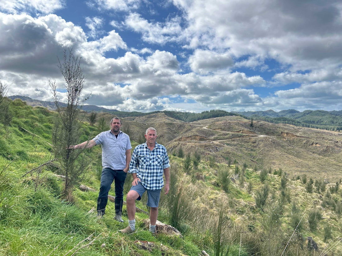 Sweetheart founders by a manuka tree