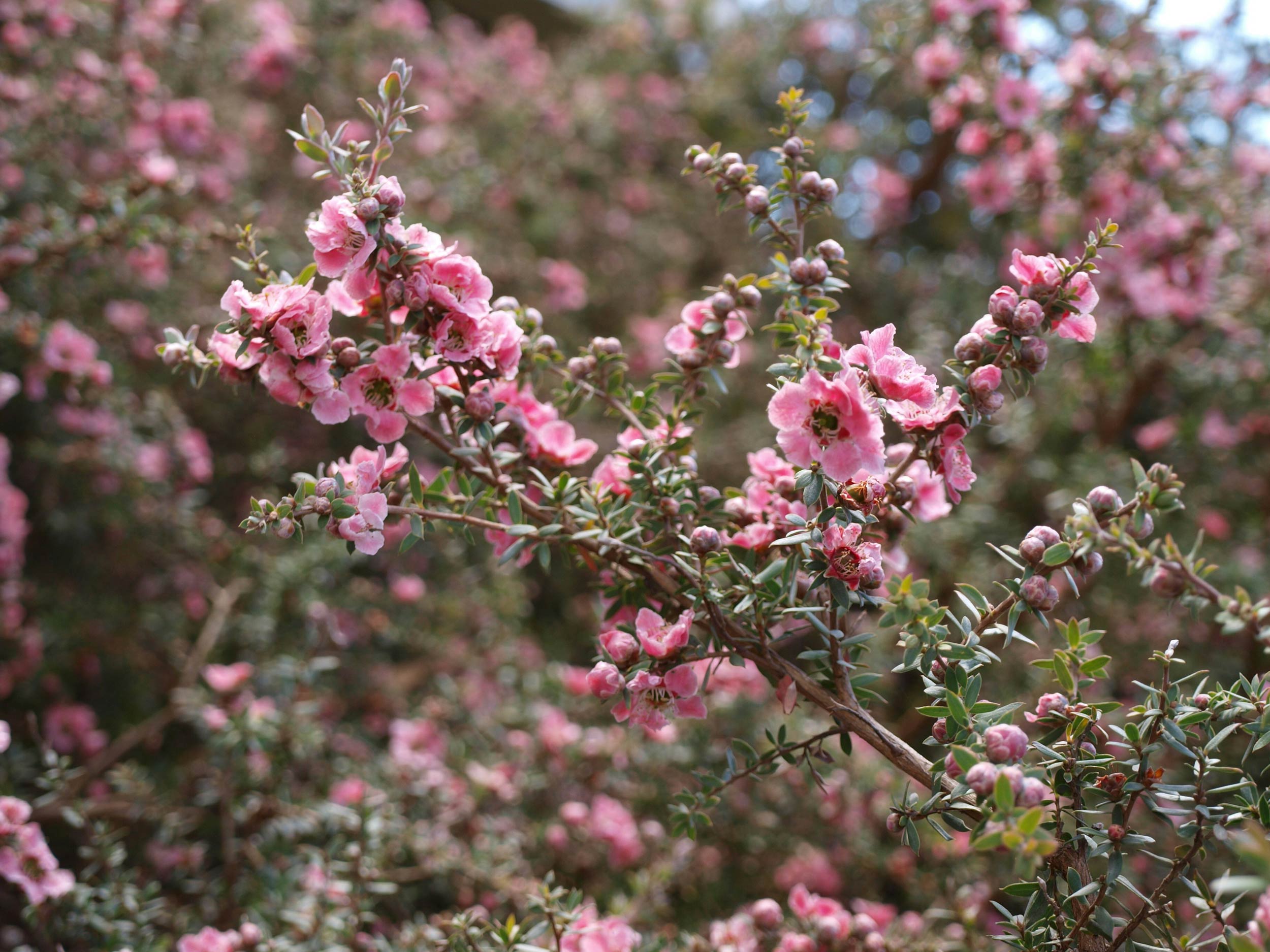 Manuka flowers in the wild