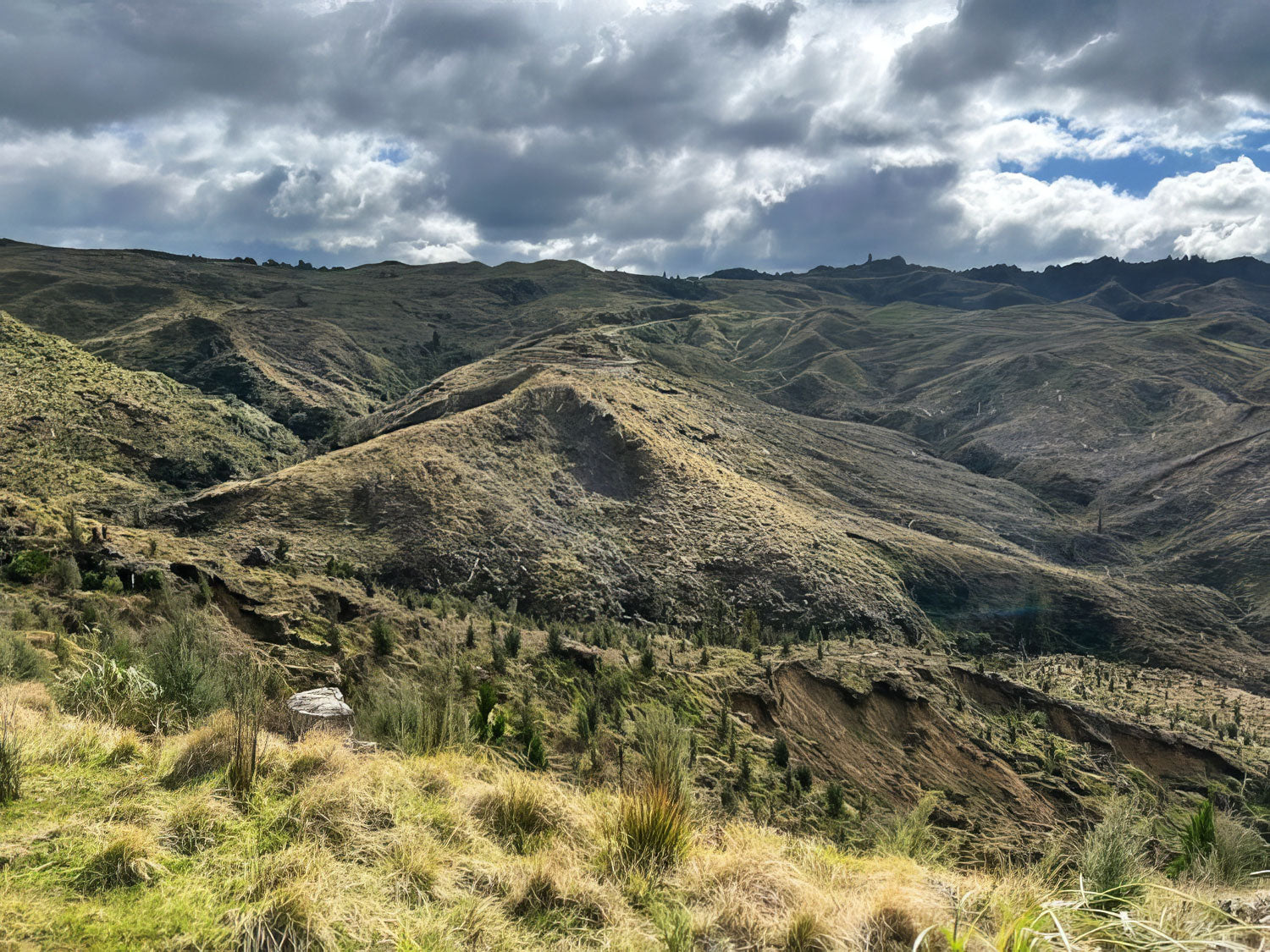 erosion of native trees in New Zealand